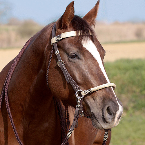 Quel filet d’équitation mettre a son cheval ?