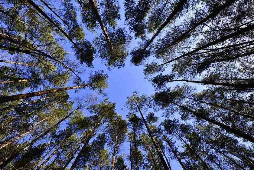 Vue du ciel à travers une forêt de conifères, branches formant un dais