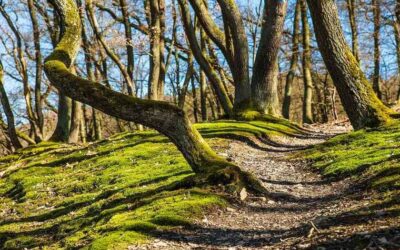 Randonner dans le Pilat avec des enfants : pourquoi 4 km suffisent dès 2 ans